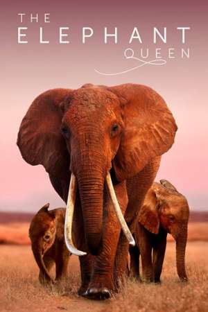 Королева слонов онлайн